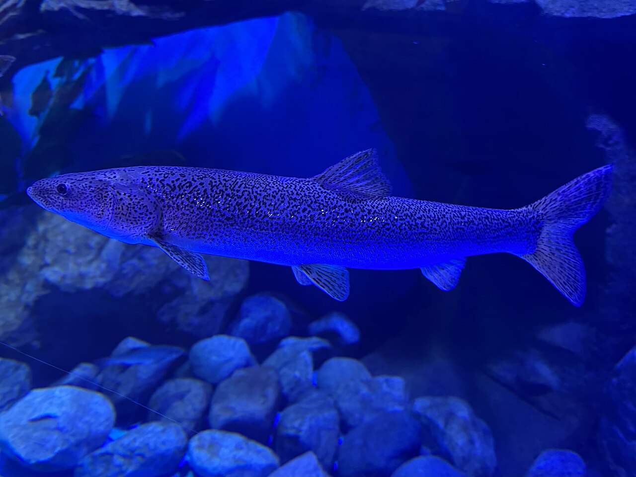 imagen-del-Aspiorhynchus-laticeps