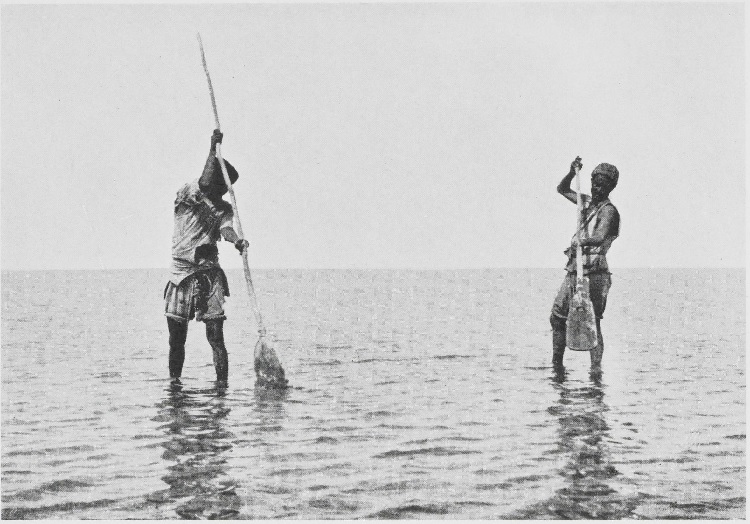 imagen-del-Aspiorhynchus-laticeps